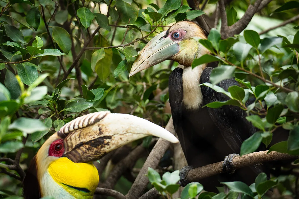 Bioparc Fuengirola Polluelos cálao gorginegro 2024 (3)