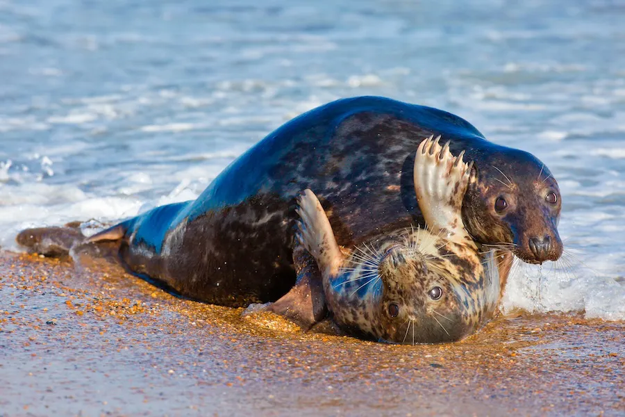 copyright Rafael Ramos2