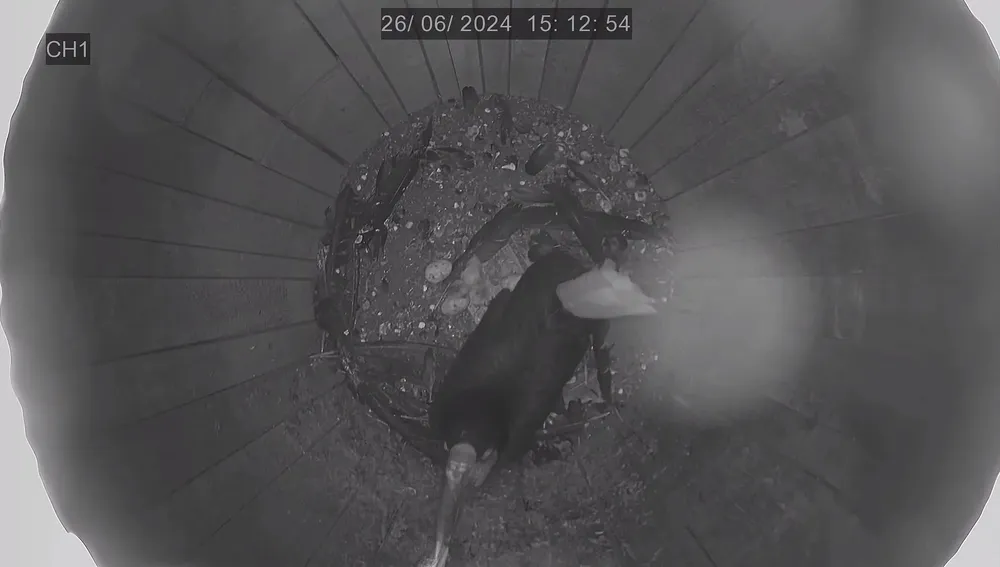 Polluelos cálao dia del nacimiento junio bioparc fuengirola