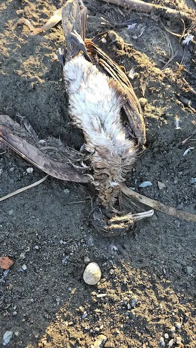 pajaro muerto