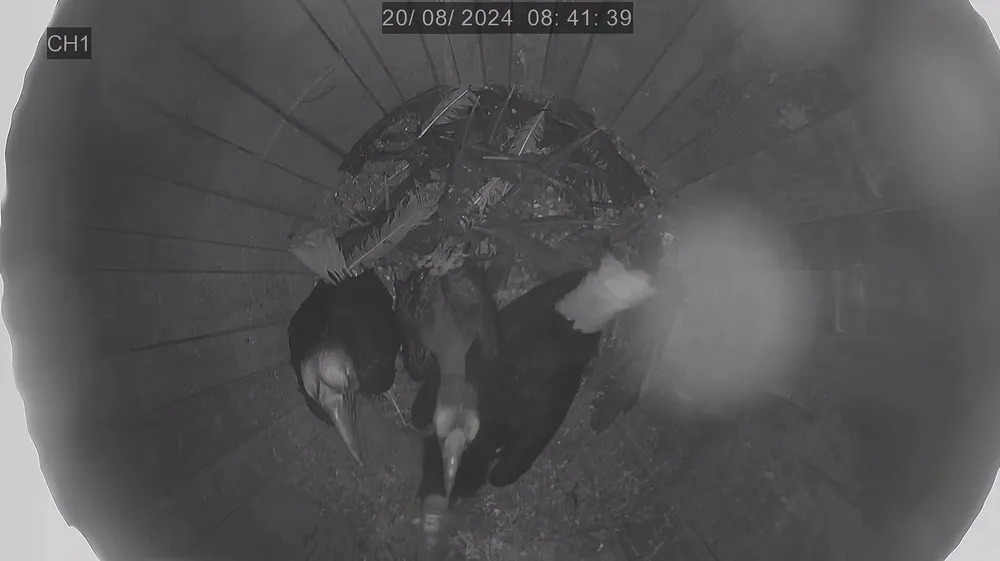 Polluelos cálao dos meses bioparc fuengirola