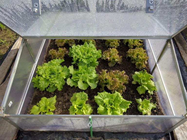 Uso de desestresantes vegetales como alternativa en la agricultura sostenible Ecofos