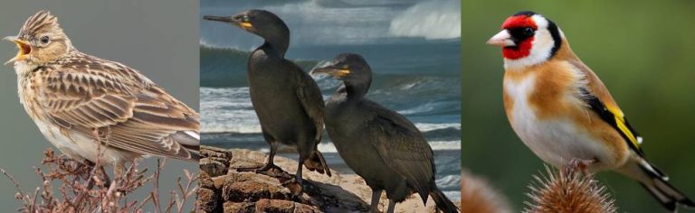 La alondra, el cormorán moñudo y el jilguero europeo aspiran a ser Ave del Año 2026 en España
