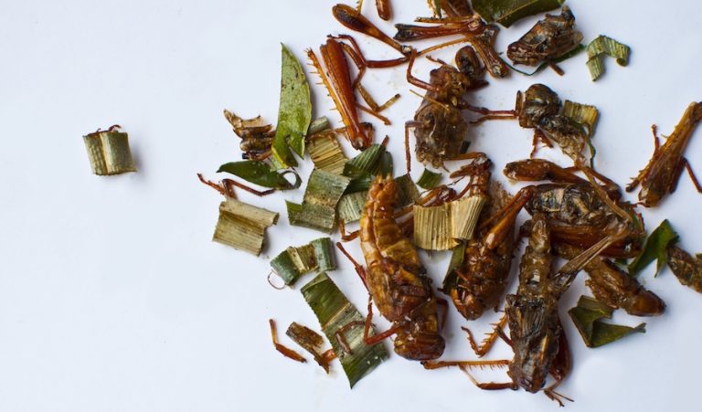 Una investigadora del CSIC propone incluir los insectos comestibles en las dietas