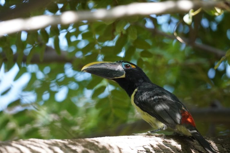 Tres nuevas tucanetas nacidas en BIOPARC Fuengirola